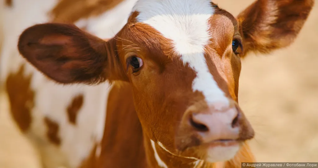 корова